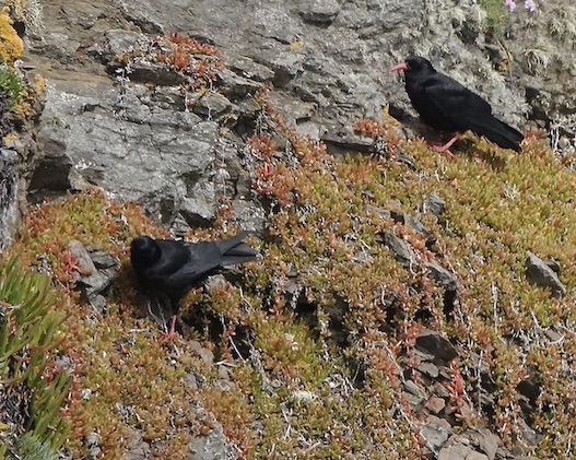 chough